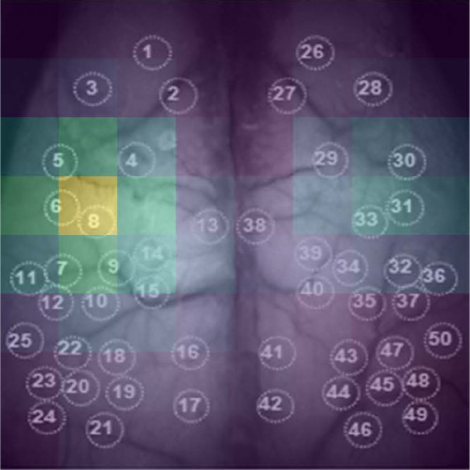 Ai decodes whole cortex functional images to predict behavioral states medical xpress