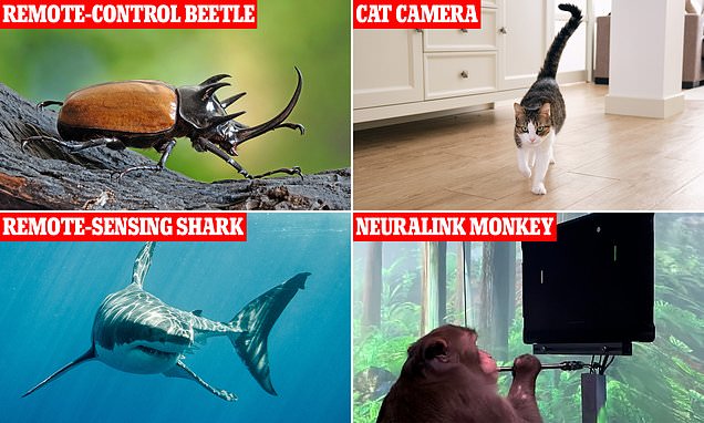 Declassified Reports Reveal The Animals Sacrificed To Brain Computer Interface Science Long Before Elon Musks Daily Mail