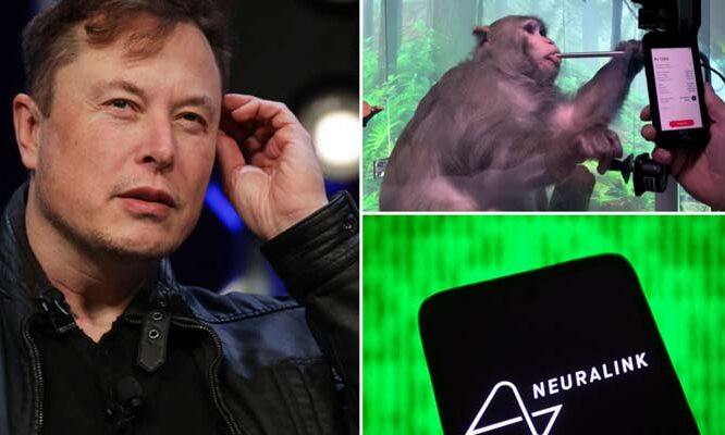 Elon musks neuralink kills 1500 animals cia style for making paralysis curing brain chips the news international