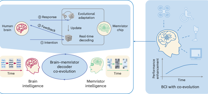 A memristor based adaptive neuromorphic decoder for brain computer interfaces nature com